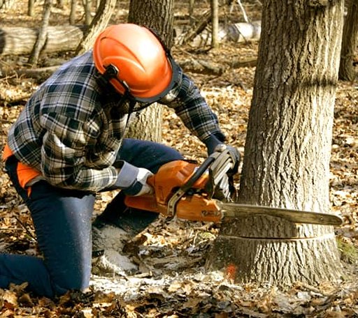 Tree Removal in Glencross, SD